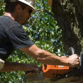 Spotswood's Tree Service - untitled - Tree Services Near Me - Fairhope, Alabama Spotswood's Tree Service - untitled - Tree Services Near Me - Fairhope, Alabama