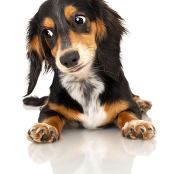 Ph2grphy - Pet Photography Near Me - Agoura Hills, California Ph2grphy - Pet Photography Near Me - Agoura Hills, California
