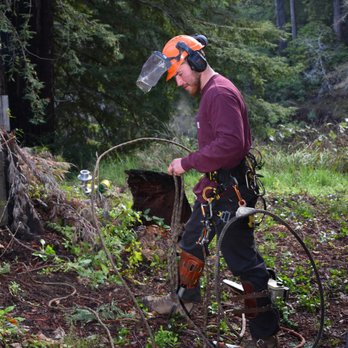 Brown’s Logging & Tree Service - Putting on that climbing gear first thing in the morning. - Tree Services Near Me