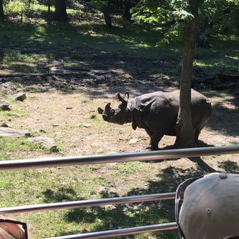 Bronx Zoo - Callie the Rhino - Zoos Near Me - Bronx, New York