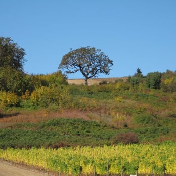 Witness Tree Vineyard - The Witness Tree - Wineries Near Me - Salem, Oregon Witness Tree Vineyard - The Witness Tree - Wineries Near Me - Salem, Oregon