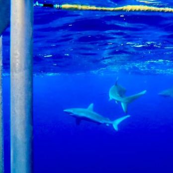 North Shore Shark Adventures - Snorkeling Near Me - Haleiwa, Hawaii North Shore Shark Adventures - Snorkeling Near Me - Haleiwa, Hawaii