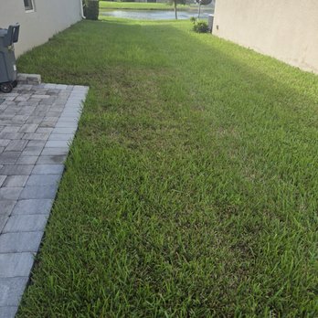 Paragon Pest Solutions - Damaged Turf - Pest Control Near Me - Melbourne, Florida Paragon Pest Solutions - Damaged Turf - Pest Control Near Me - Melbourne, Florida