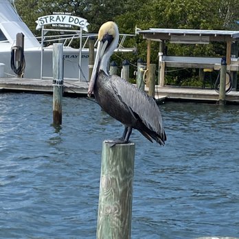 Tide Tables - Seafood Near Me - Cortez, Florida Tide Tables - Seafood Near Me - Cortez, Florida
