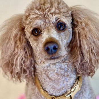 K9 Journey Dog Training - Milo - Dog Walkers Near Me K9 Journey Dog Training - Milo - Dog Walkers Near Me