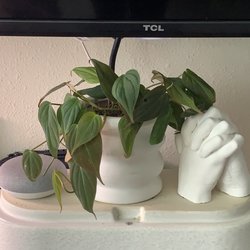 Planted - Philodendron Micans