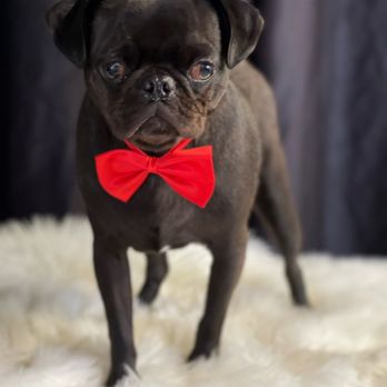 Paws in Motion DB - Pet Groomers Near Me Paws in Motion DB - Pet Groomers Near Me
