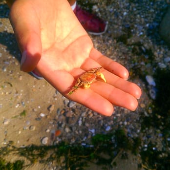 Orchard Beach - Crab found on the beach - Beaches Near Me