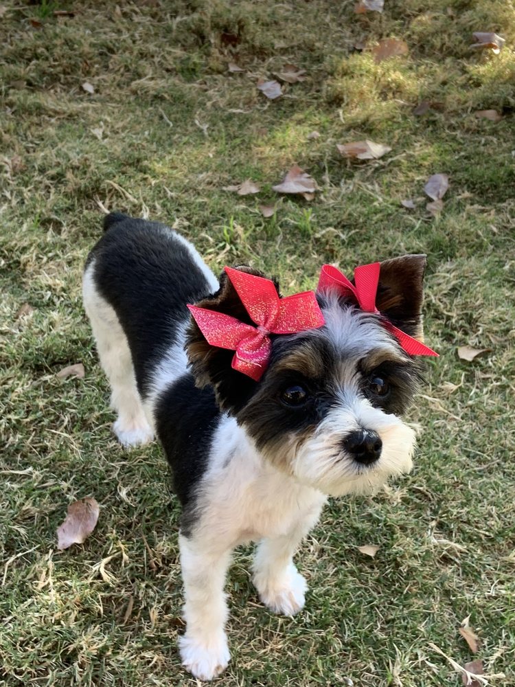 DOG LOVERS GROOMING Updated May 2024 35 Photos 3020 Trawood Dr