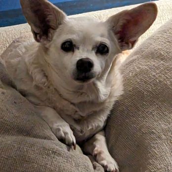 VCA Orange County Veterinary Specialists - My Little Girl - Emergency Pet Hospital Near Me - Tustin, California