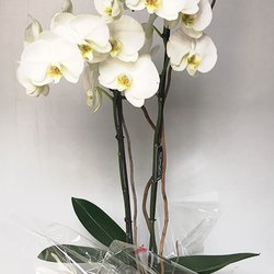 Iberflor - Floristería - Plantas de Orquídeas Phalenopsis. Una dura planta con flor elegante.