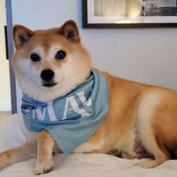 Our older girl bearing the complimentary bandana