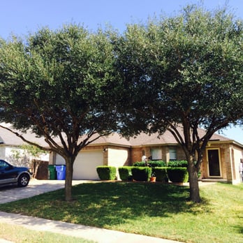 Paradise Trees - Tree Services Near Me - Pflugerville, Texas Paradise Trees - Tree Services Near Me - Pflugerville, Texas