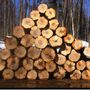 Photo of Larry Miscio Logging & Firewood Sales