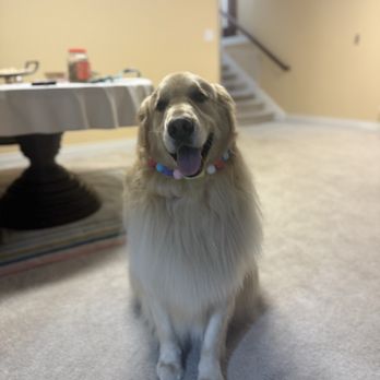 Pawfect Grooming - Pet Groomers Near Me - Bellevue, Washington