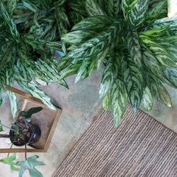 Aura Plant Studio - Some ghosts and other var plants