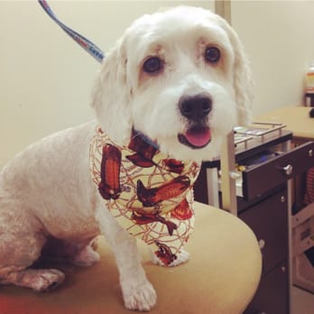 PetSmart - Meaty looking dapper after seeing Katie today. - Pet Stores Near Me - Yorba Linda, California