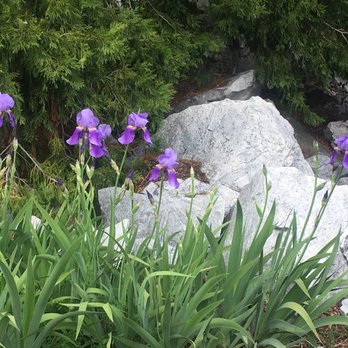 Gold Rush Mobile Home Park - Iris patch in space 47 - Mobile Home Parks Near Me - Sonora, California Gold Rush Mobile Home Park - Iris patch in space 47 - Mobile Home Parks Near Me - Sonora, California