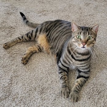 Fetch! Pet Care - Like my stripes? - Pet Sitting Near Me