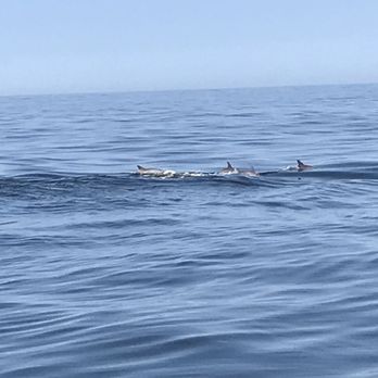 American Princess Cruises - Dolphins - Boat Charters Near Me - Brooklyn, New York