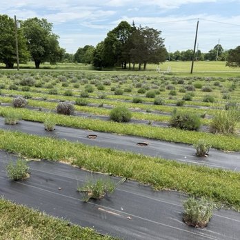 Hidden Spring Lavender & Alpacas - Lavender farm - Gift Shops Near Me - Skillman, New Jersey