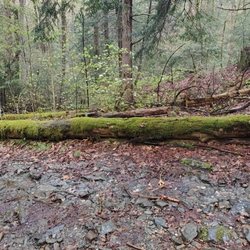 Alander Mountain Trail - Check out the new trees growing
