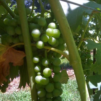 Sanders Ridge - Soon-to-be-vino - Wine Tasting Room Near Me - Boonville, North Carolina