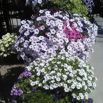 Echo Tap & Grill - Beautiful flowers bloom along the patio area of Echo Tap! - Sports Bars Near Me - Madison, Wisconsin