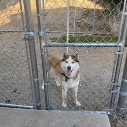 Aanco Fence - The escape artist.