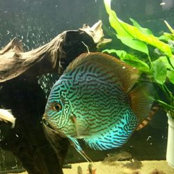 Next Gen Aquatics - Blue Tiger Discus