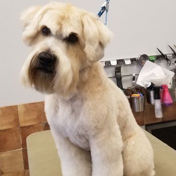 Pawsh - Pet Groomers Near Me - Parker, Colorado Pawsh - Pet Groomers Near Me - Parker, Colorado