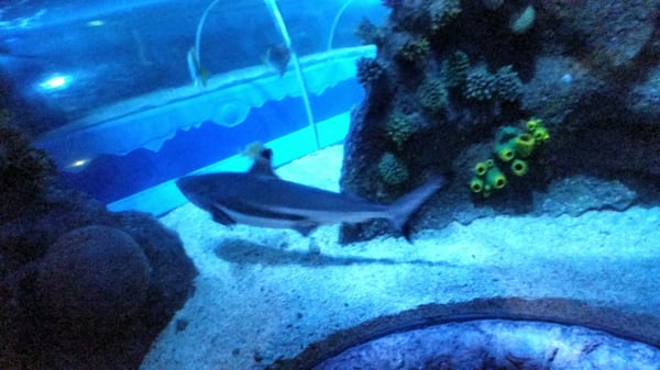 Sea Life Scheveningen by null