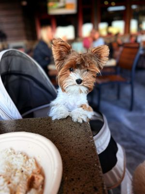 Lazy Dog Restaurant & Bar by null Lazy Dog Restaurant & Bar by null