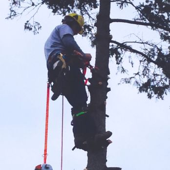 KW Tree Barber - a man cutting a tree with a chainsaw - Tree Services Near Me - Ayr, Ontario KW Tree Barber - a man cutting a tree with a chainsaw - Tree Services Near Me - Ayr, Ontario