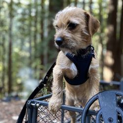 Kate's Rescue For Animals