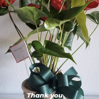Anne's Flowers & Gifts - Red Anthurium Plant (Standard) - Florists Near Me - Phoenix, Arizona