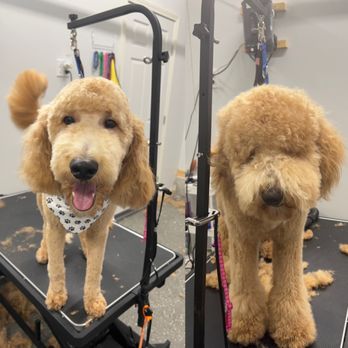 Daisys VIP Grooming - Pet Groomers Near Me - Gardner, Kansas