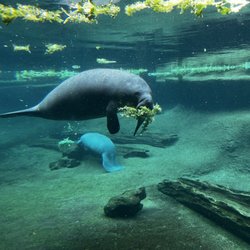 Manatee!