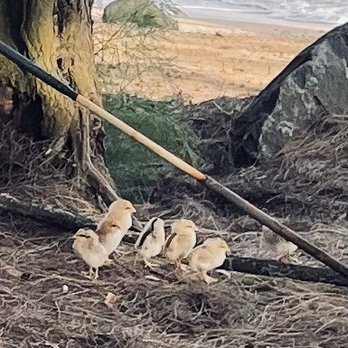 Kumu Camp - Kumu Camp  chicks - Campgrounds Near Me - Anahola, Hawaii