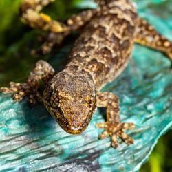 PNW Reptile Bites