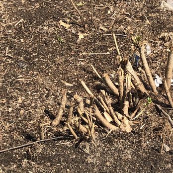 North Eastern Tree Service - Stumps after grinding - Tree Services Near Me - Cranston, Rhode Island