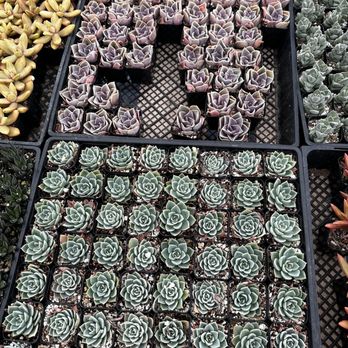 11:1 Succulent Nursery - Succulent picking - Nurseries & Gardening Near Me - Whittier, California 11:1 Succulent Nursery - Succulent picking - Nurseries & Gardening Near Me - Whittier, California