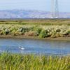 San Francisquito Creek Trail gift card