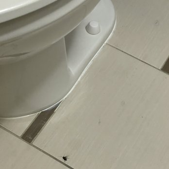 Fairfield Inn Burlington Williston - Dead roach - Hotels Near Me - Williston, Vermont Fairfield Inn Burlington Williston - Dead roach - Hotels Near Me - Williston, Vermont