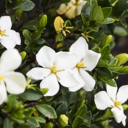 Rice Road Greenhouses and Garden Centre - Rice Road has Niagara's best selection of hardy tropicals.