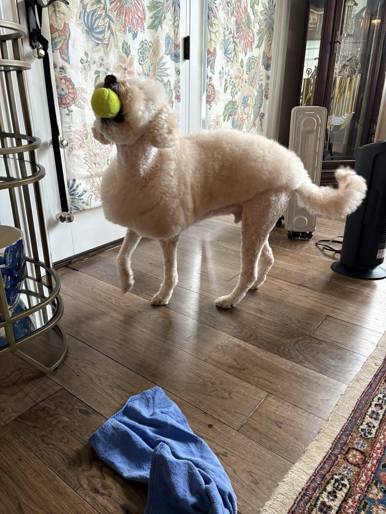See Spot Grooming and Daycare - pet boarding facility in Louisville, KY