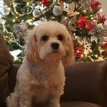 Eltingville Veterinary Practice - Dixie - Veterinarians Near Me - Staten Island, New York