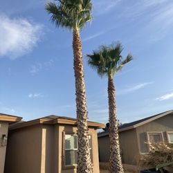 26 Palms - Two Palm After