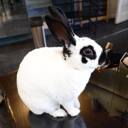 Blissoma Botanical Beauty - This is our rescue bunny, Blossom. She helps us promote cruelty free products and is available to pet on most days.