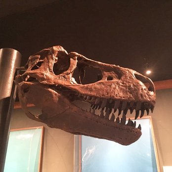 McClung Museum - Prehistoric exhibition - Museums Near Me - Knoxville, Tennessee